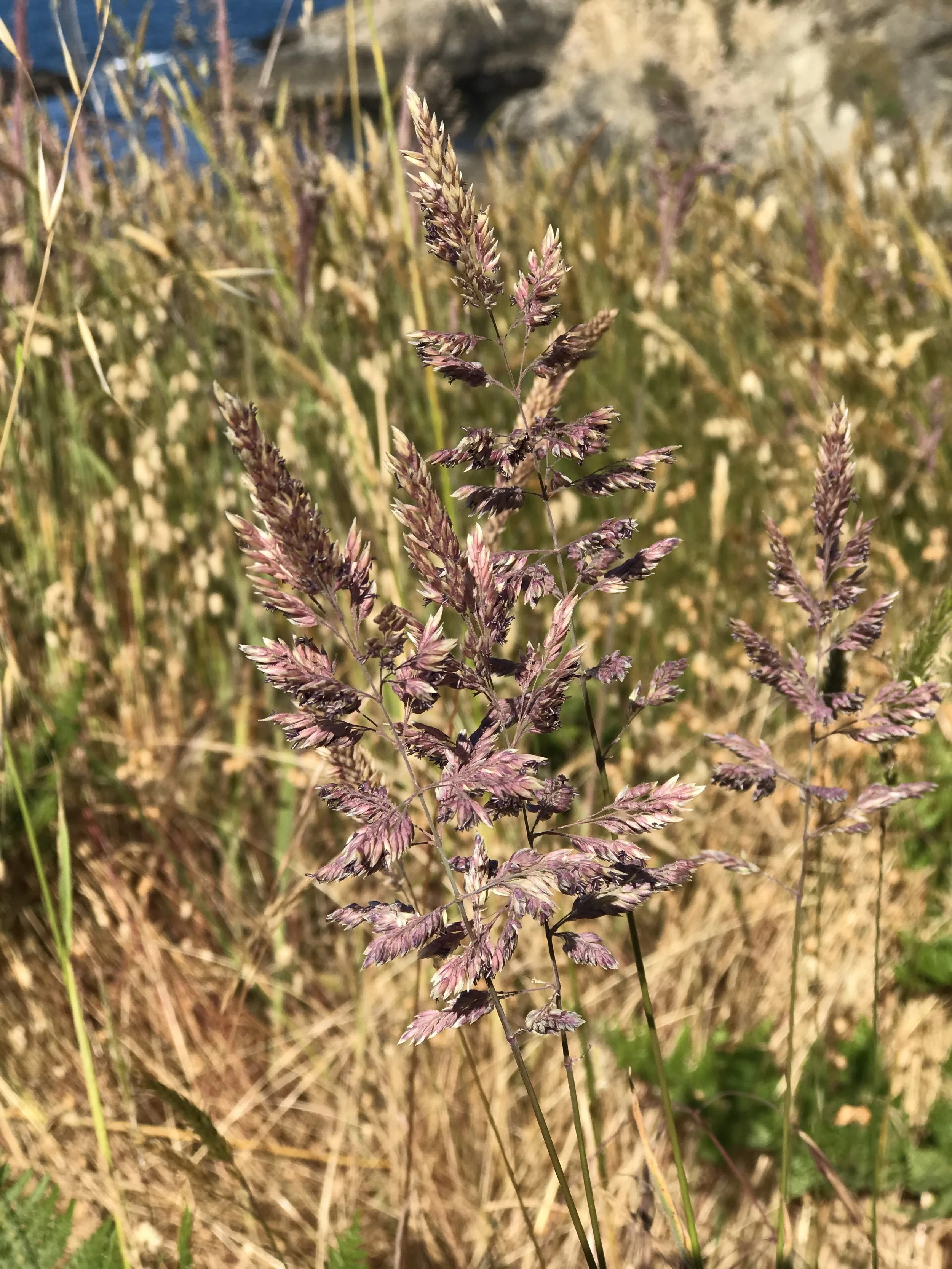 Native grasses.