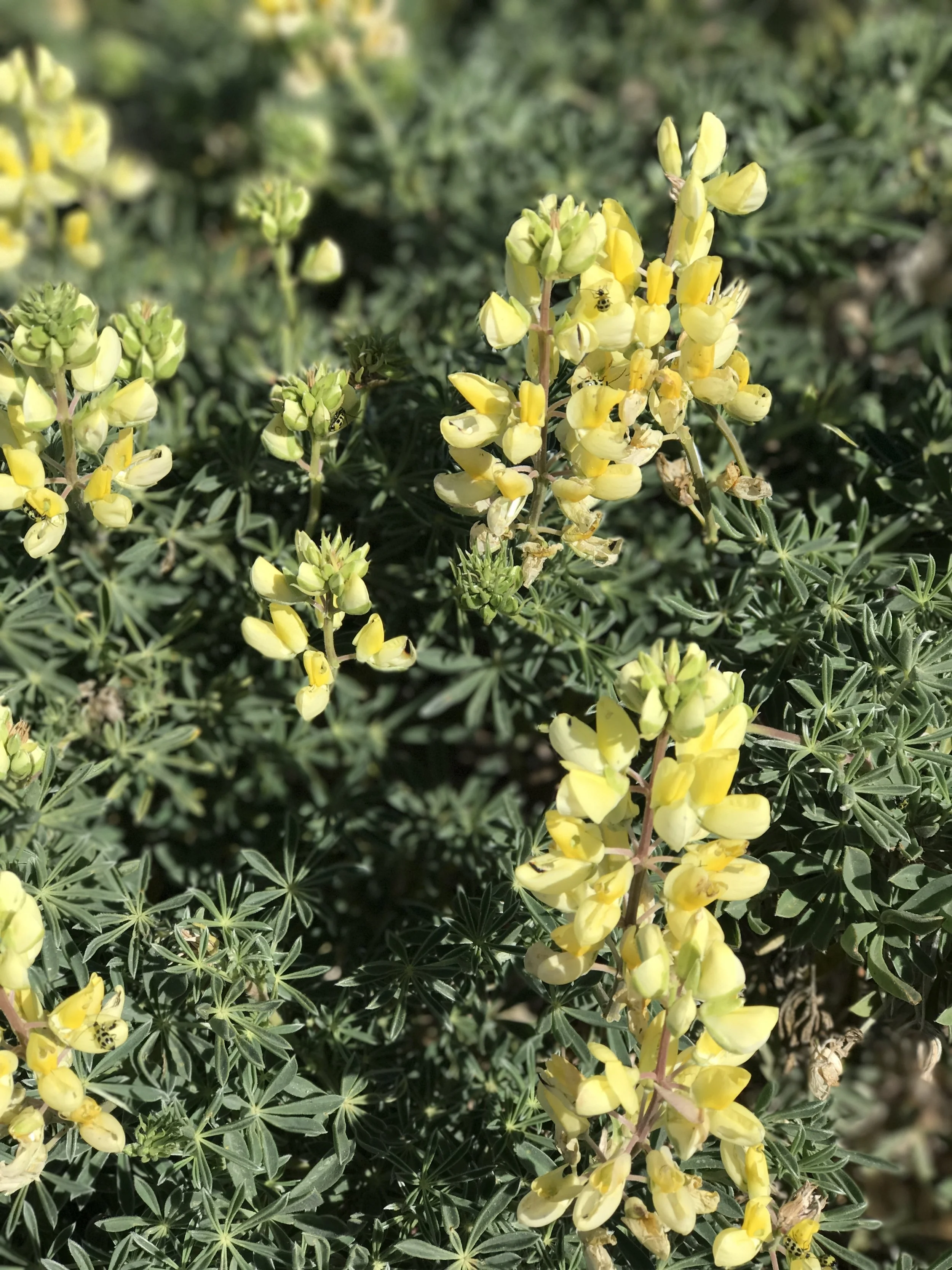 Yellow lupine.