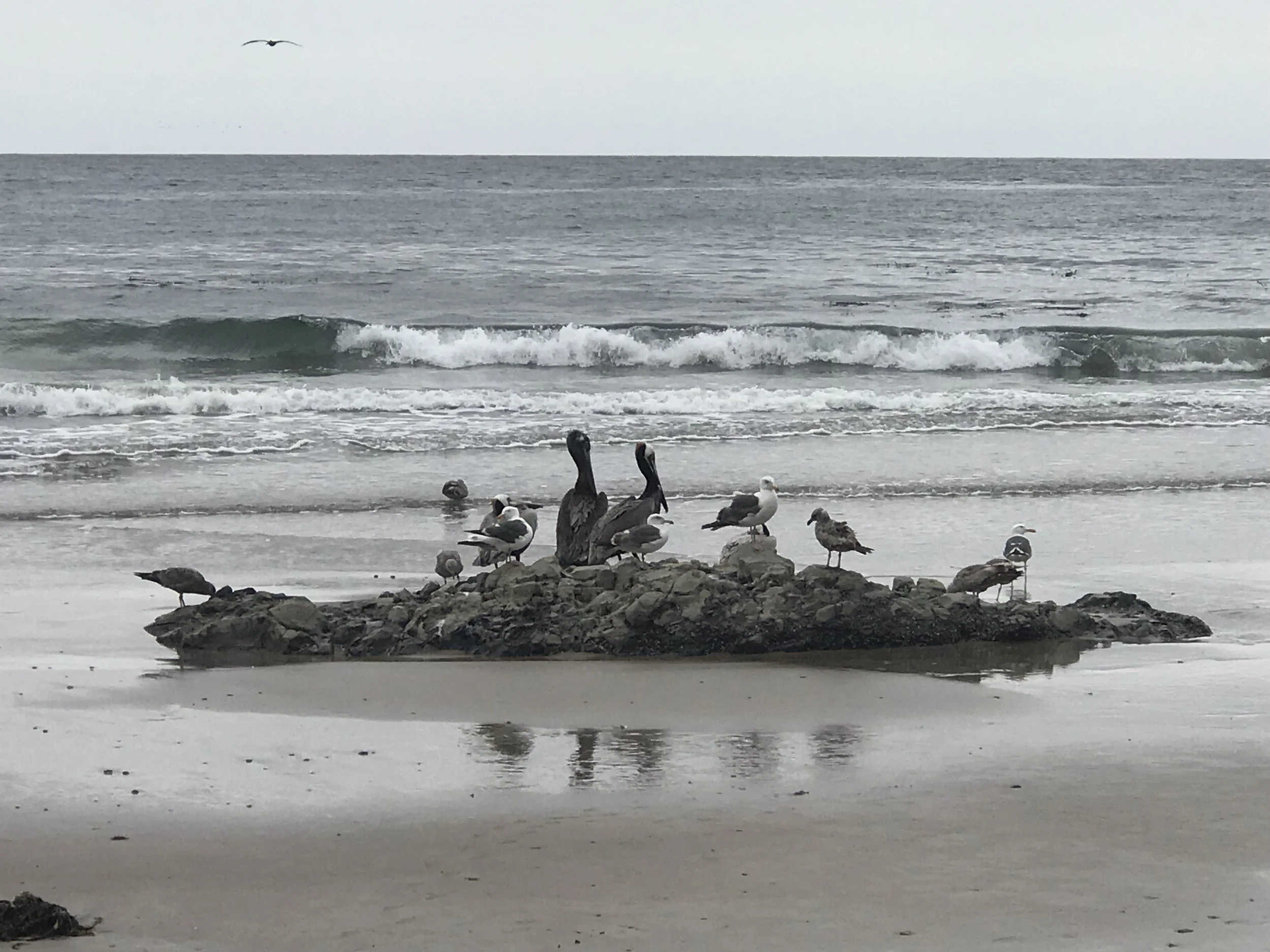 Pelicans and seabirds