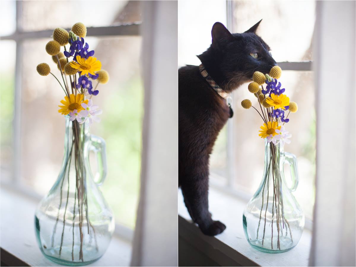 Butter sniffing the flowers Ty picked for me on the first day of spring. He always has to participate in photo shoots. How I love my tiny family.