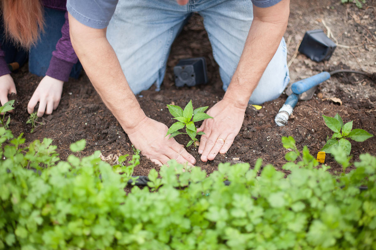 urban_farm_genesis_gardens_ministry_austin-1.jpg