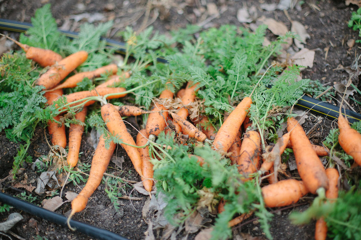 urban_farm_genesis_gardens_ministry_austin-3.jpg