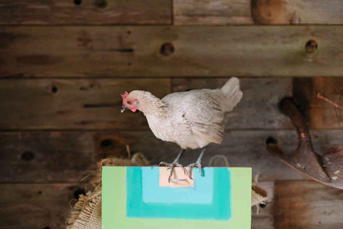 urban_farm_genesis_gardens_ministry_austin-12.jpg
