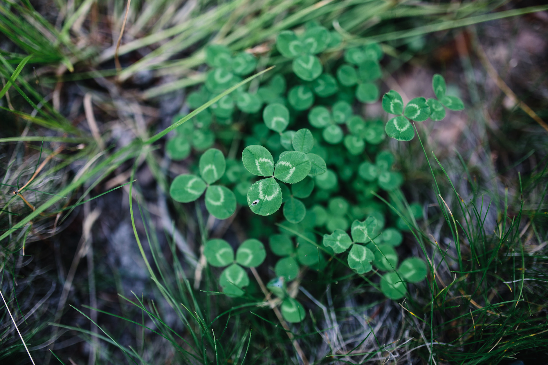 Clovers-Montana.jpg