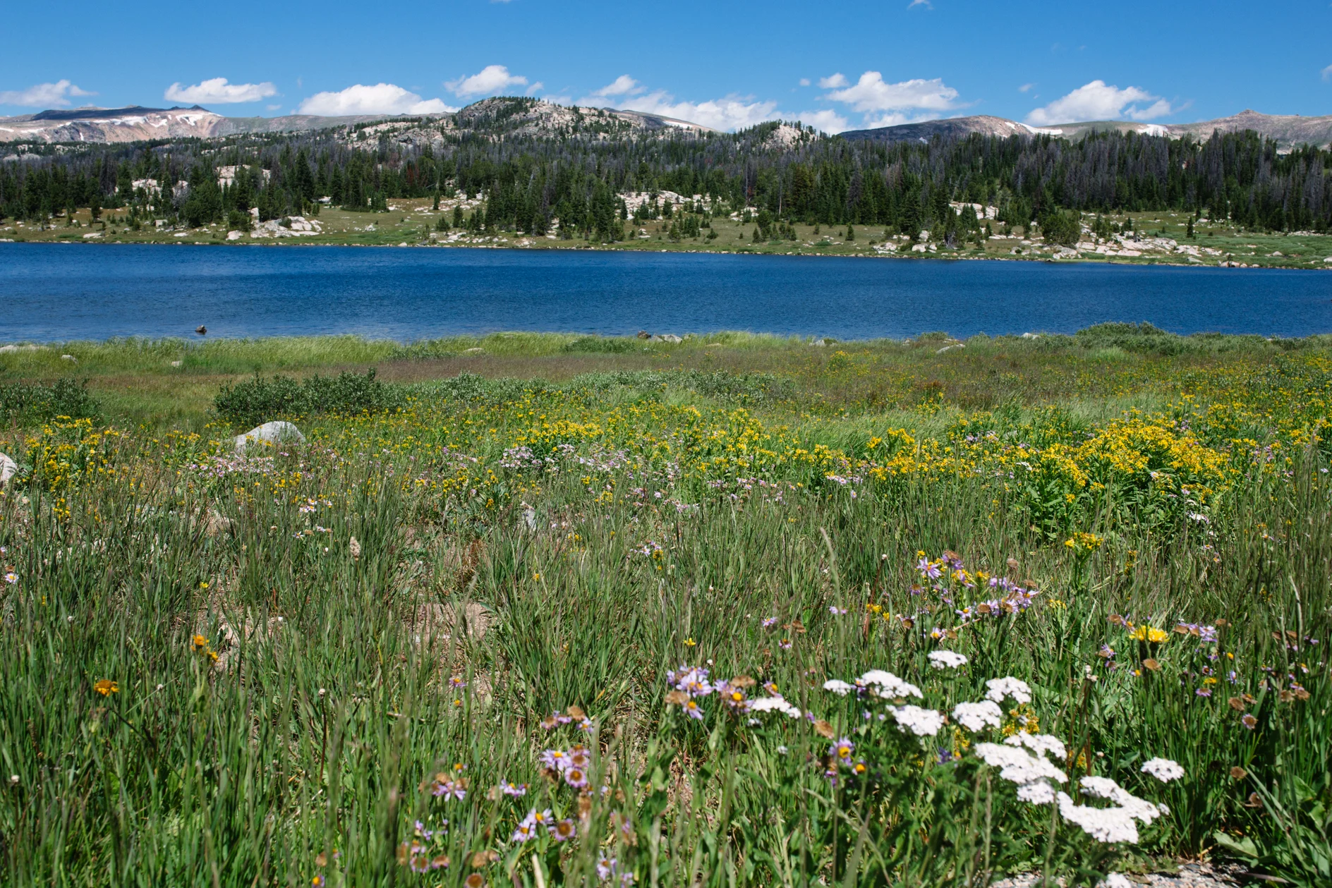 Rocky Mountain Wedding Photographer