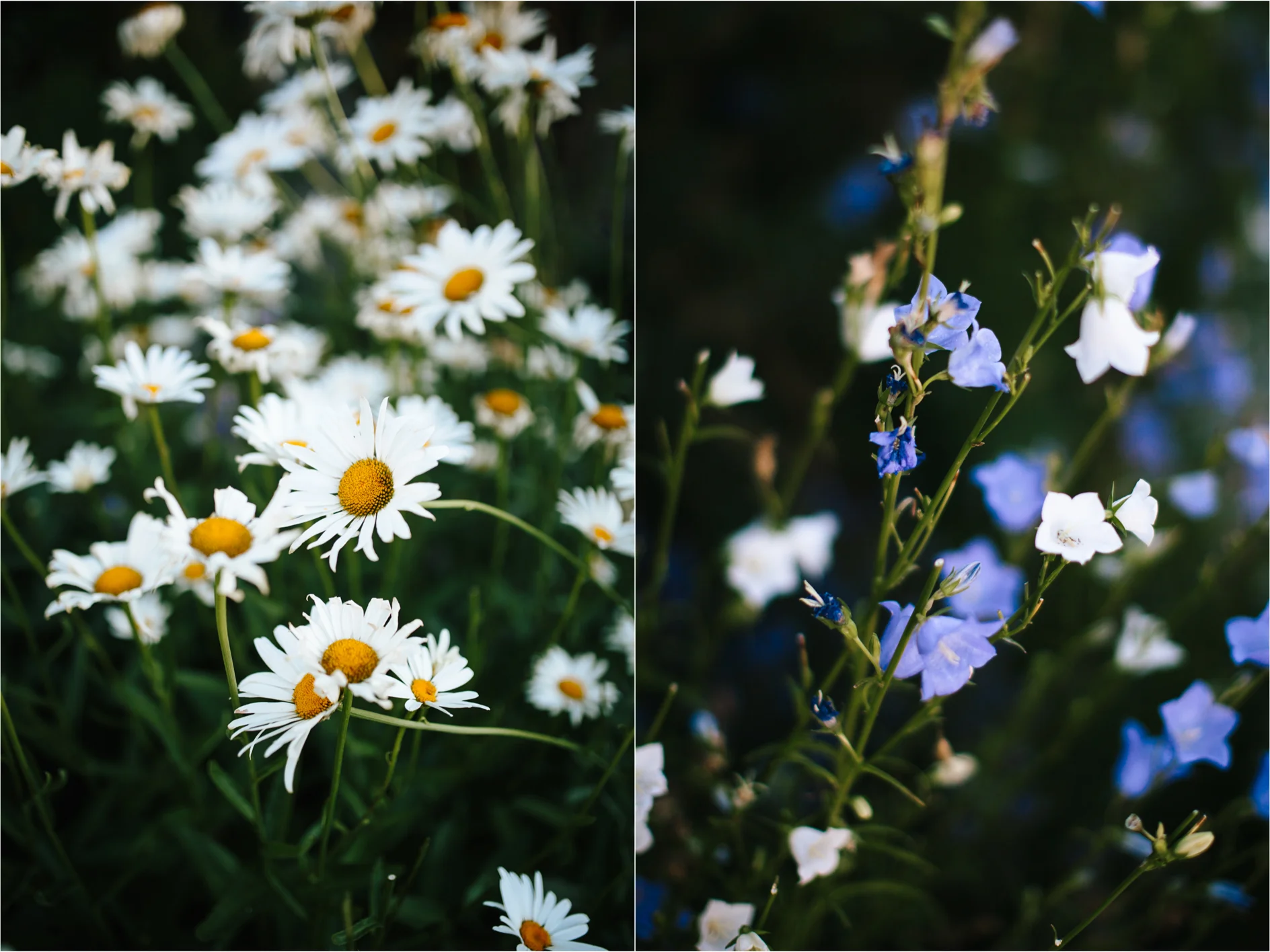 Bozeman Wedding Photographer