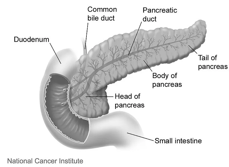 800px-Duodenumandpancreas.jpg