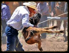 CALF ROPING — RRR Traders