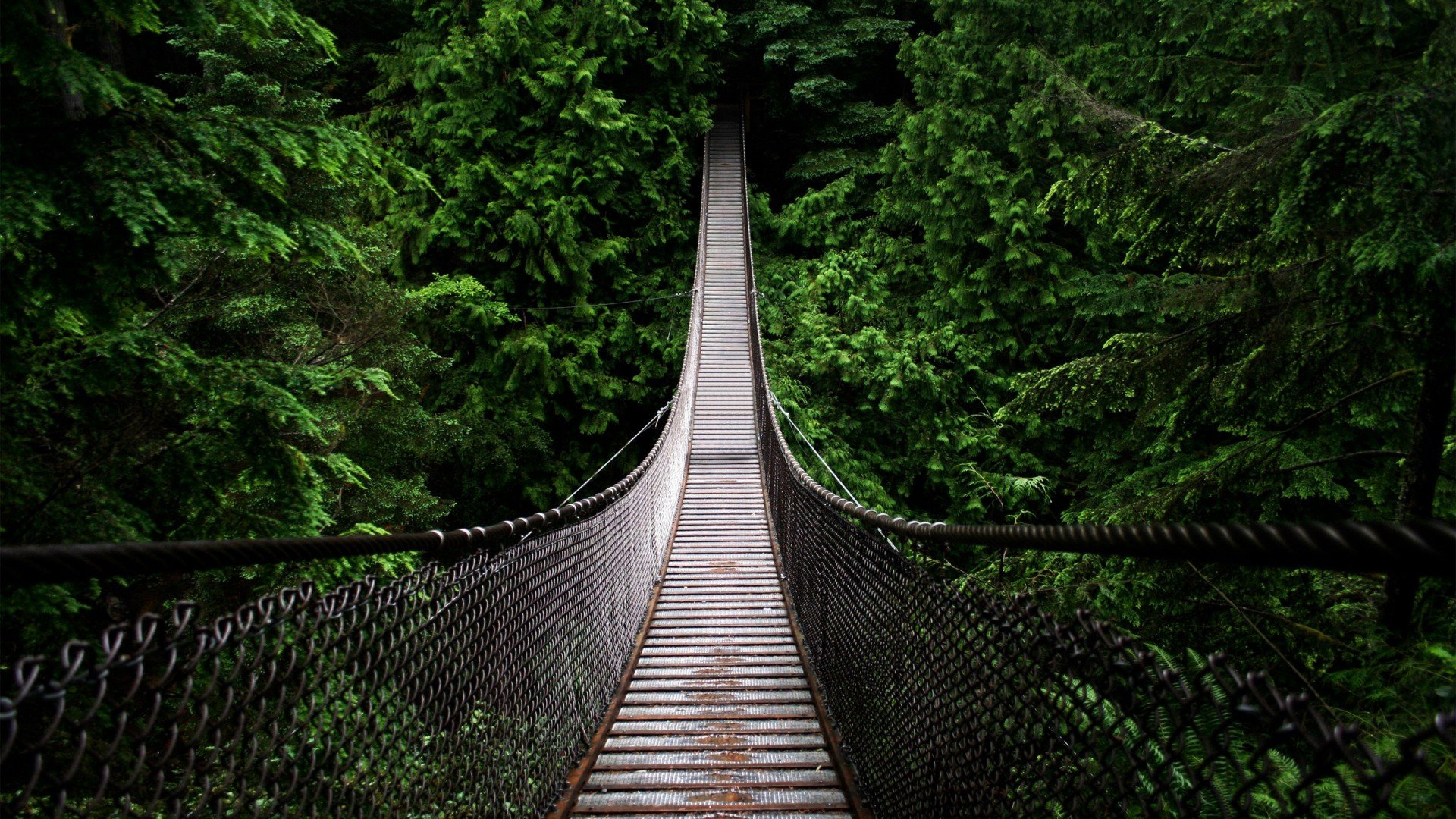 Jungle-Rope-Bridge-HD-Wallpaper.jpg