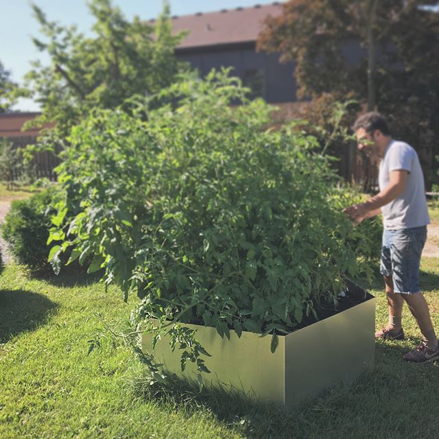 LB making his Nonna and Nonno proud! 🍅 🍅 🍅!! He designed and fabricated this stainless steel raised garden bed for his home, which is also where our shop is. Can&rsquo;t wait to tell clients &ldquo;Pull in at the Tomato stand&rdquo;.