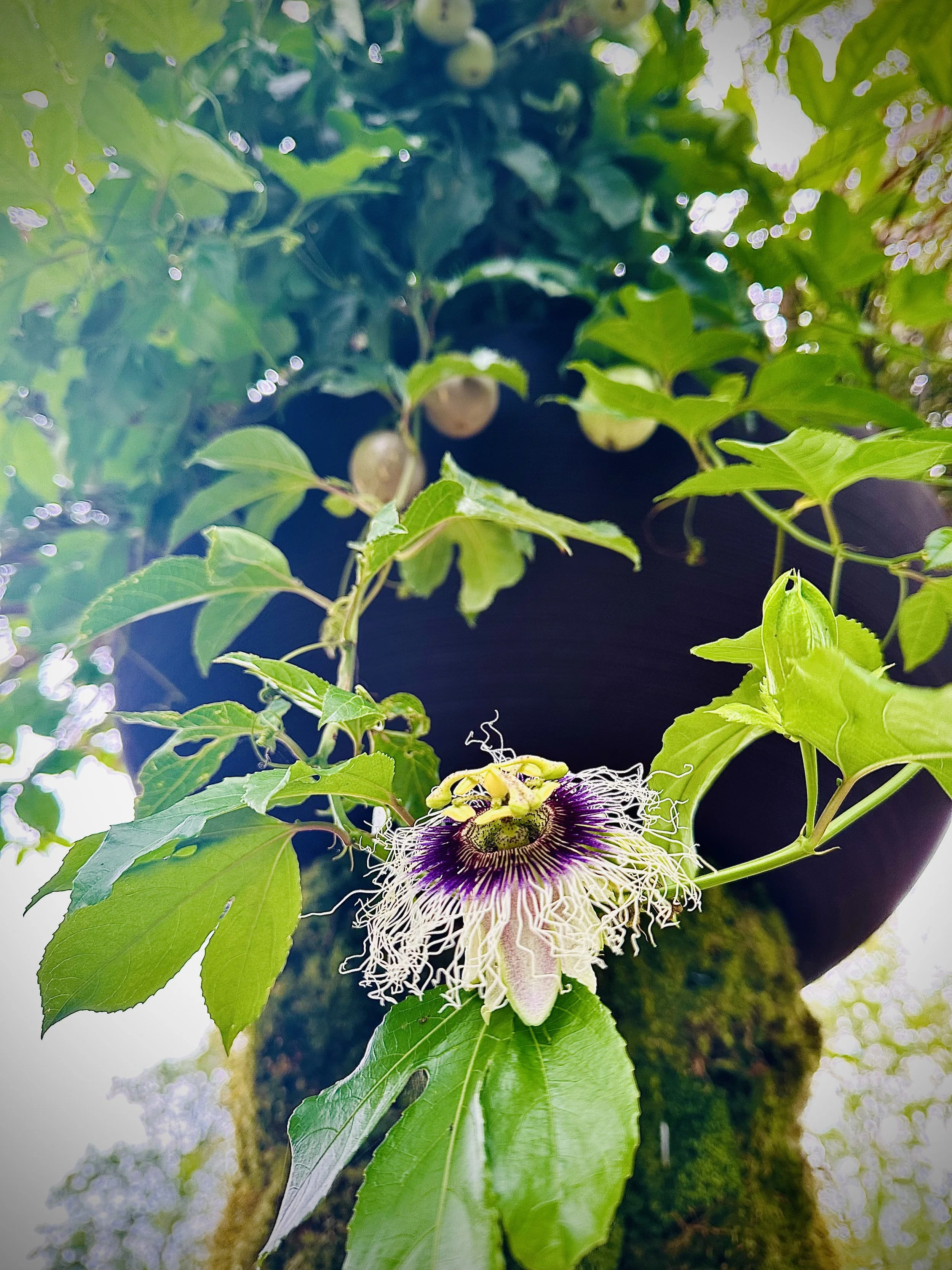 DF Detail Growth.jpeg