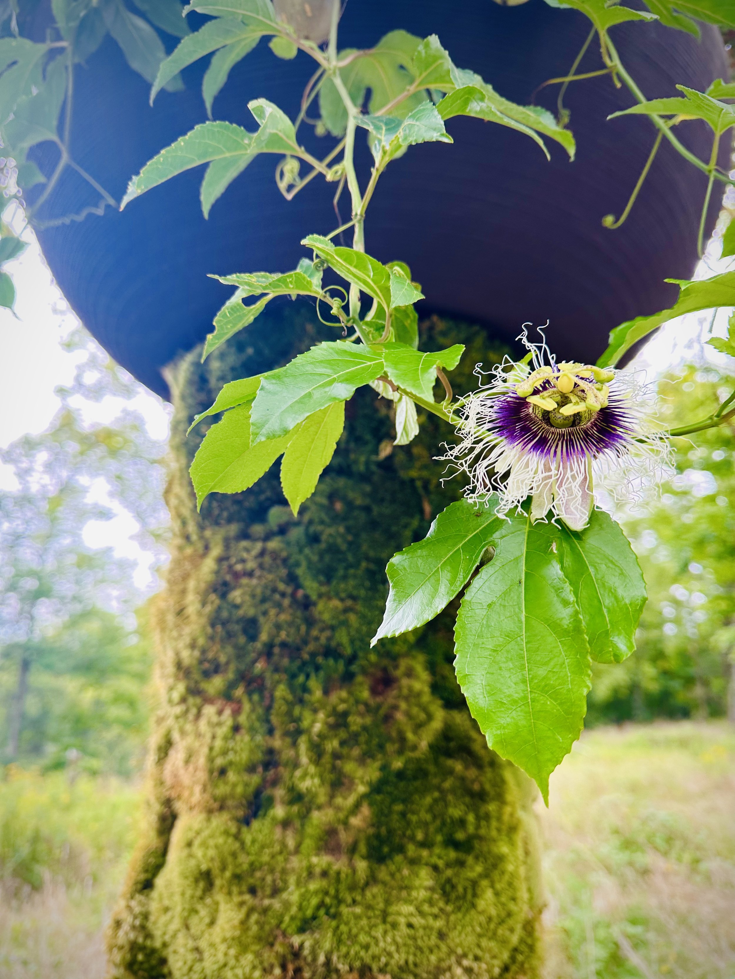 DF Detail Flower.jpeg