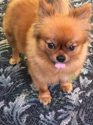 Don't forget Sadie, she loves to cuddle so expect lots of kisses.