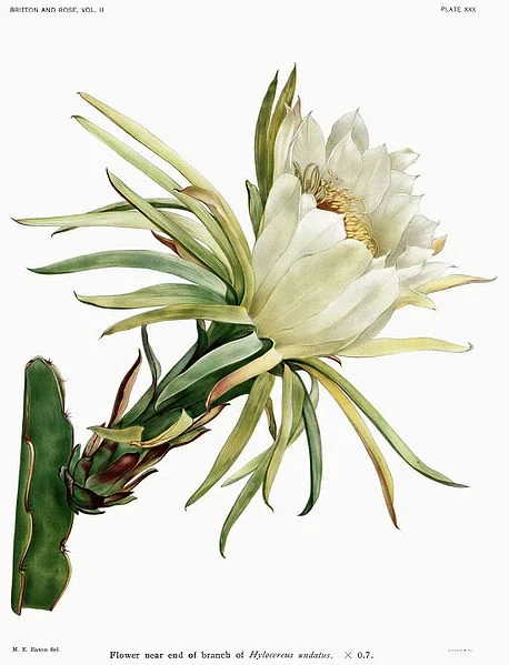 Botanical drawing from Wikimedia Commons.