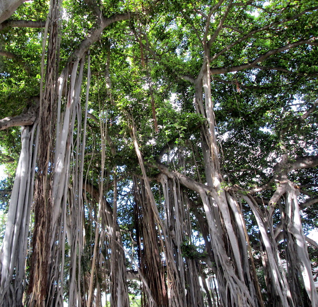 banyan trees1.jpg