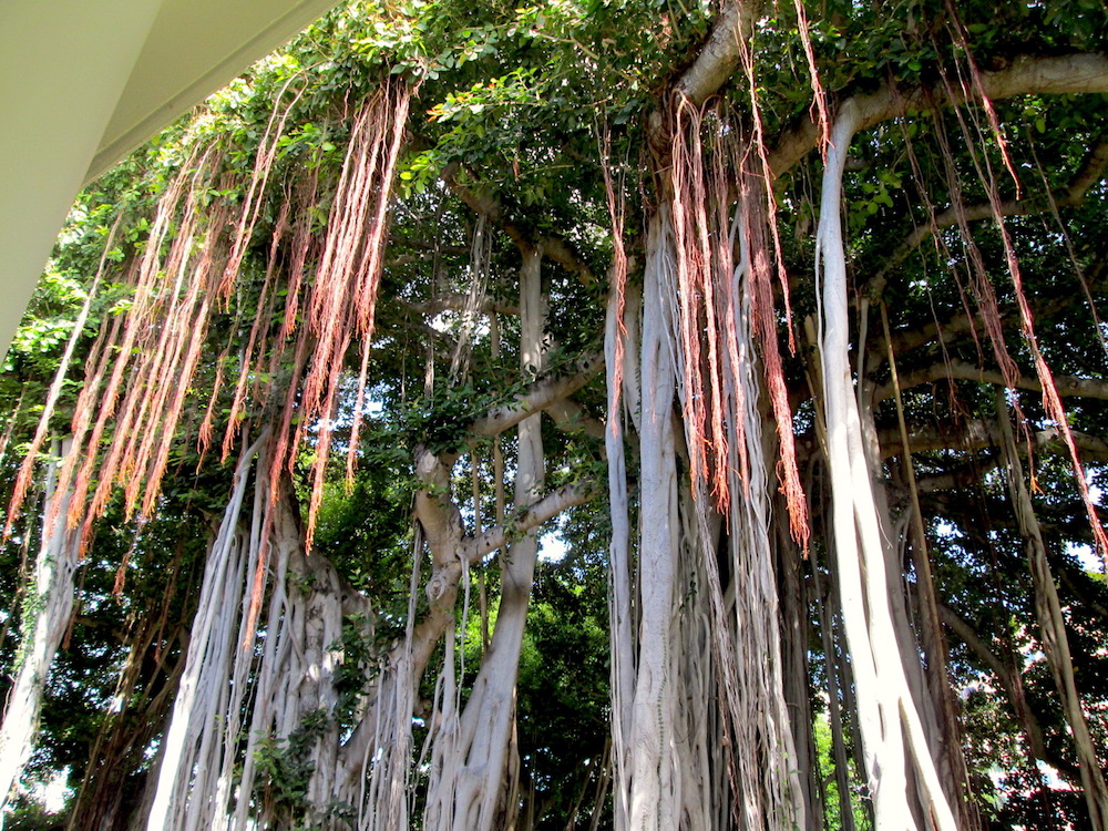 banyan trees3.jpg