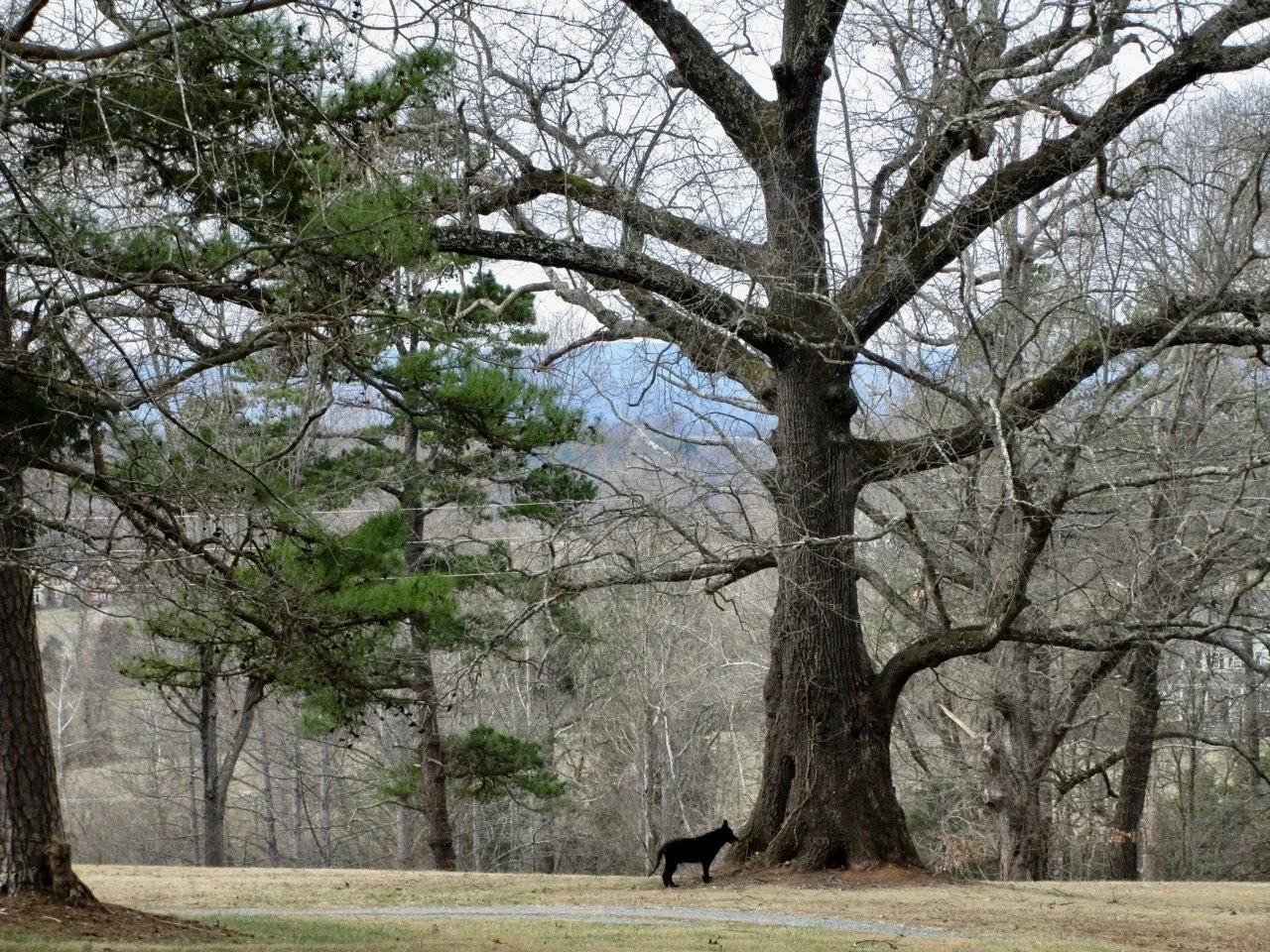 dog and tree (1).jpg