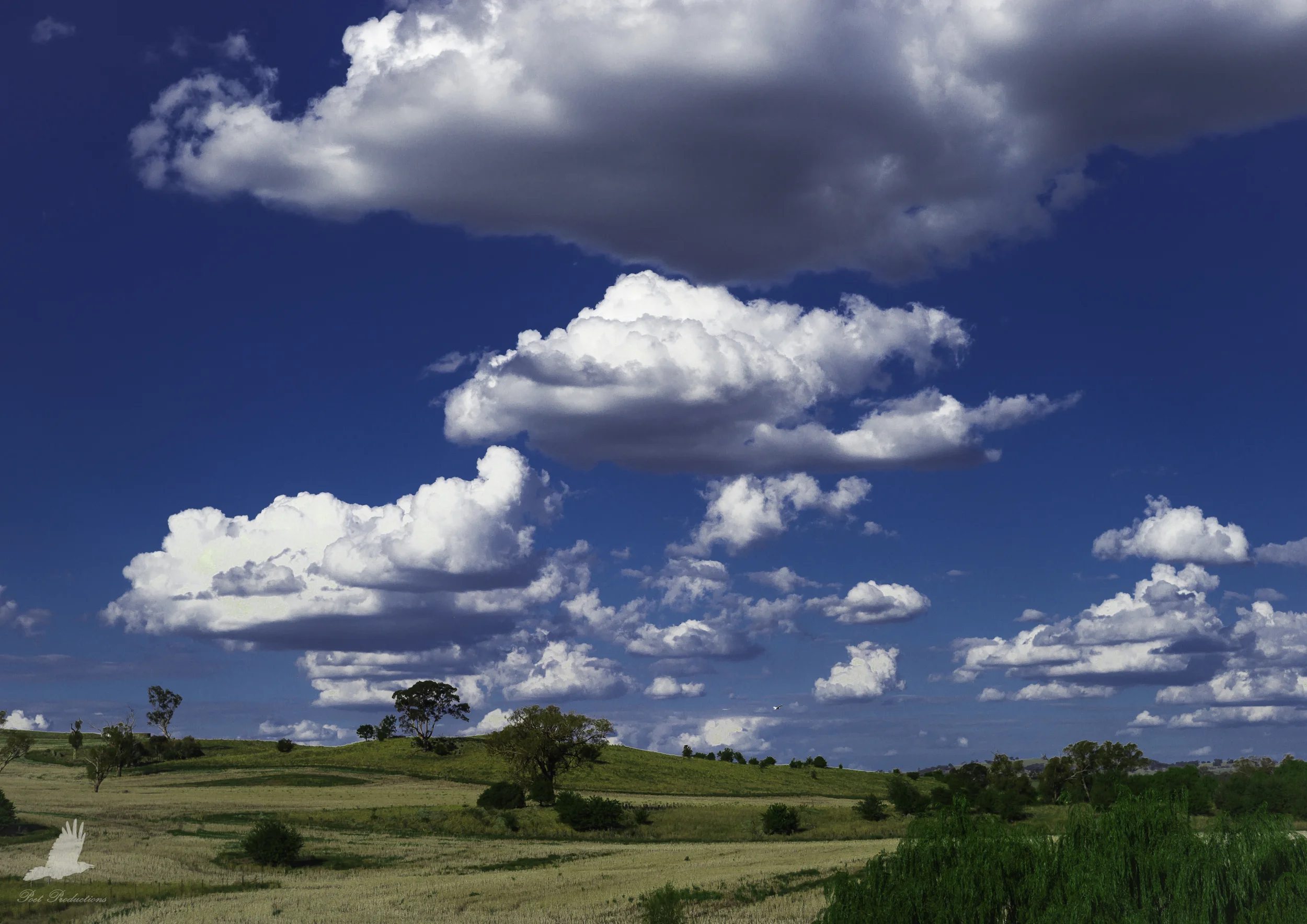 L1111853-4.jpg