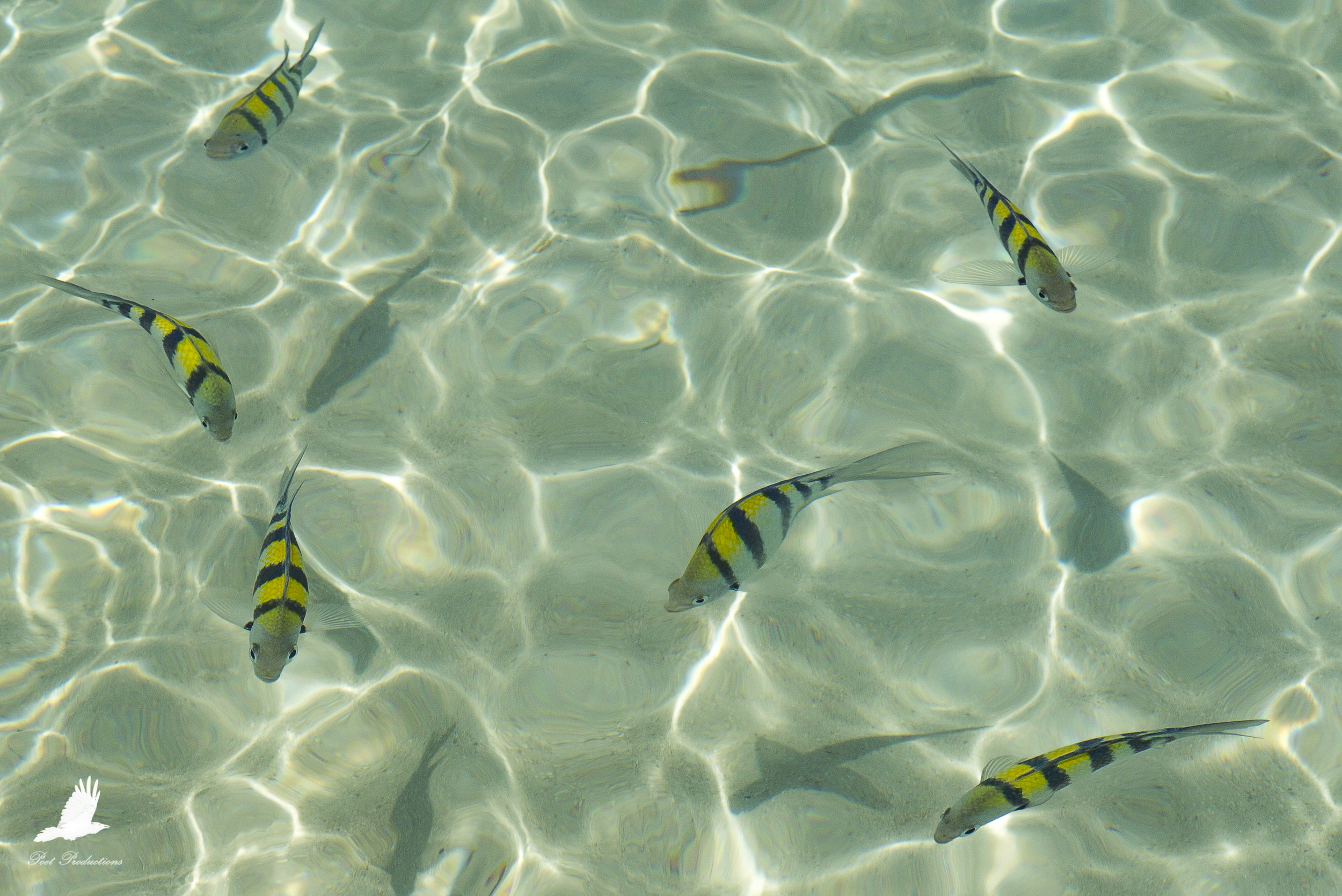 The water is so clear