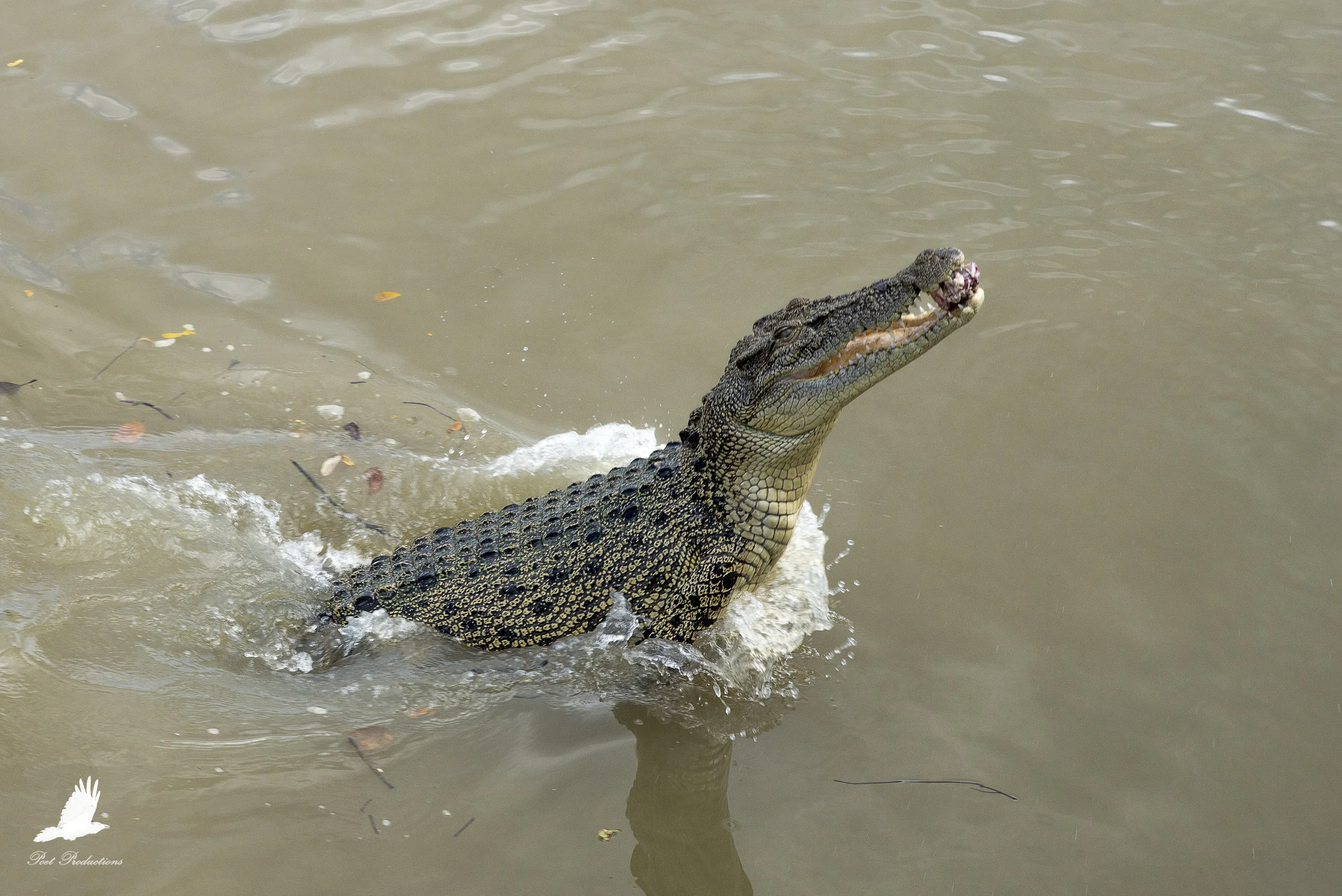 Jumping crocs in the Northern Territory