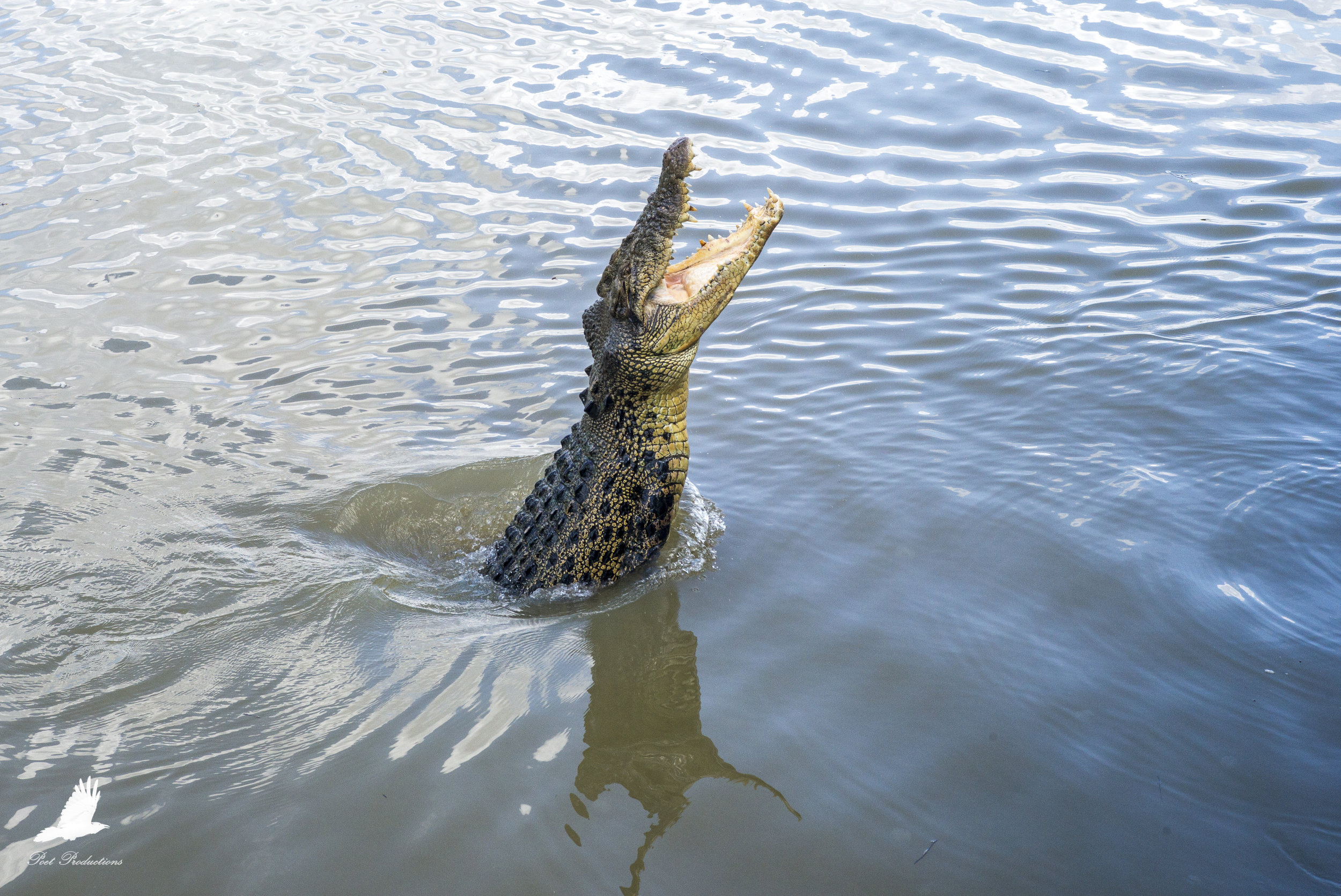 Right before the croc snapped at some meat