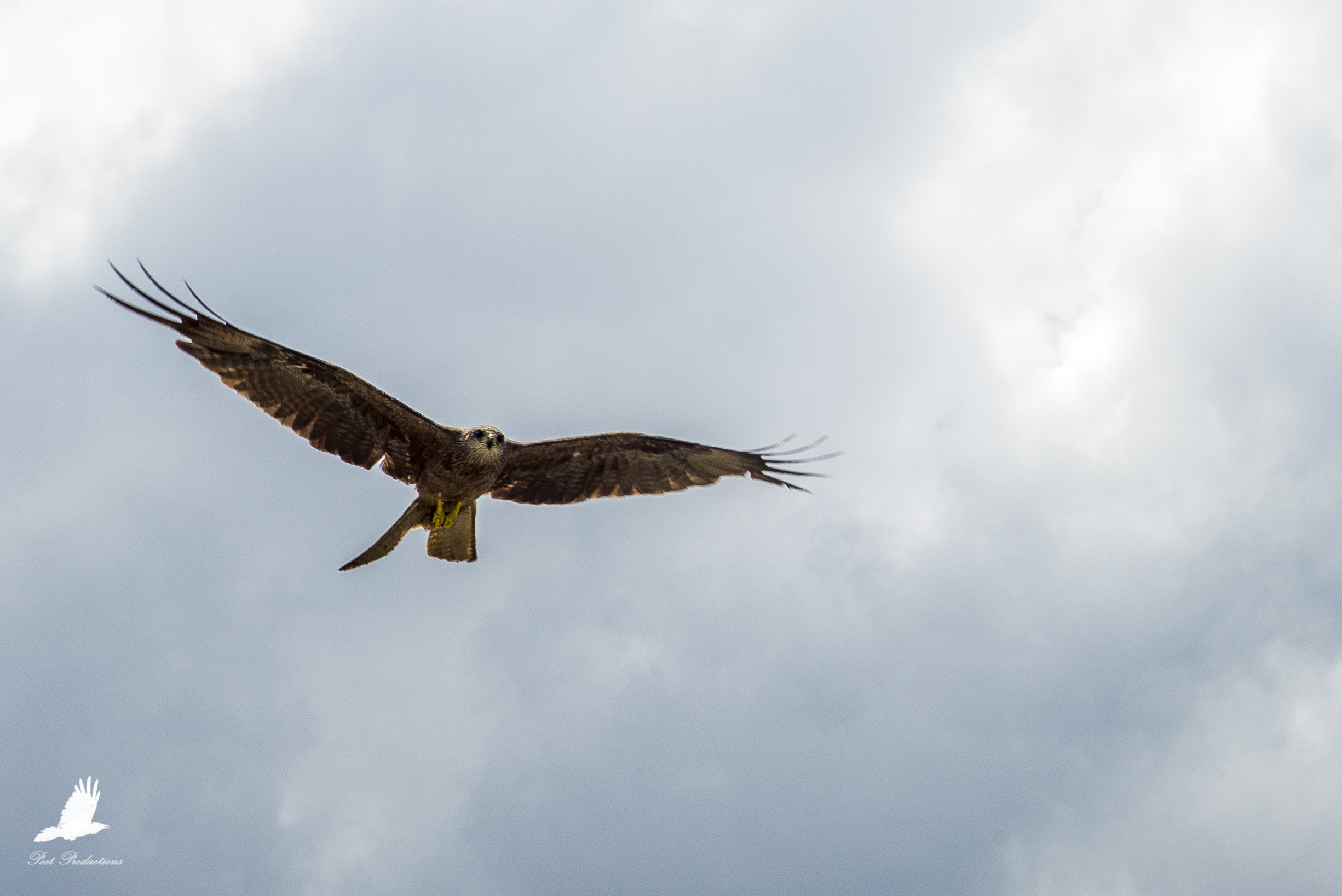 Australian Hawks swooping at the boat