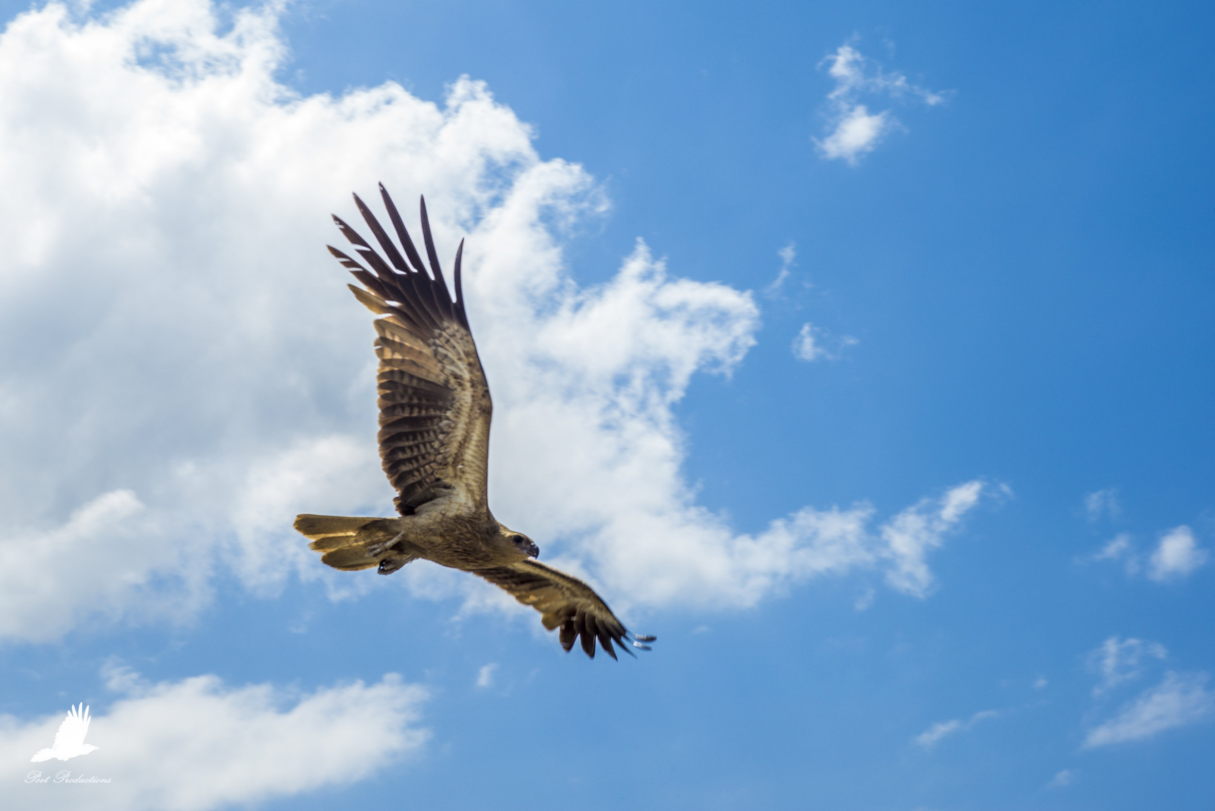 Australian Hawks swooping at the boat