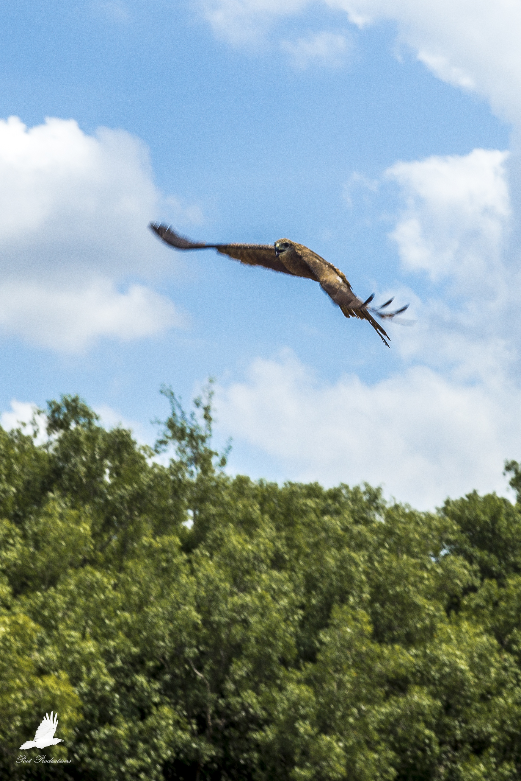 Australian Hawks swooping at the boat
