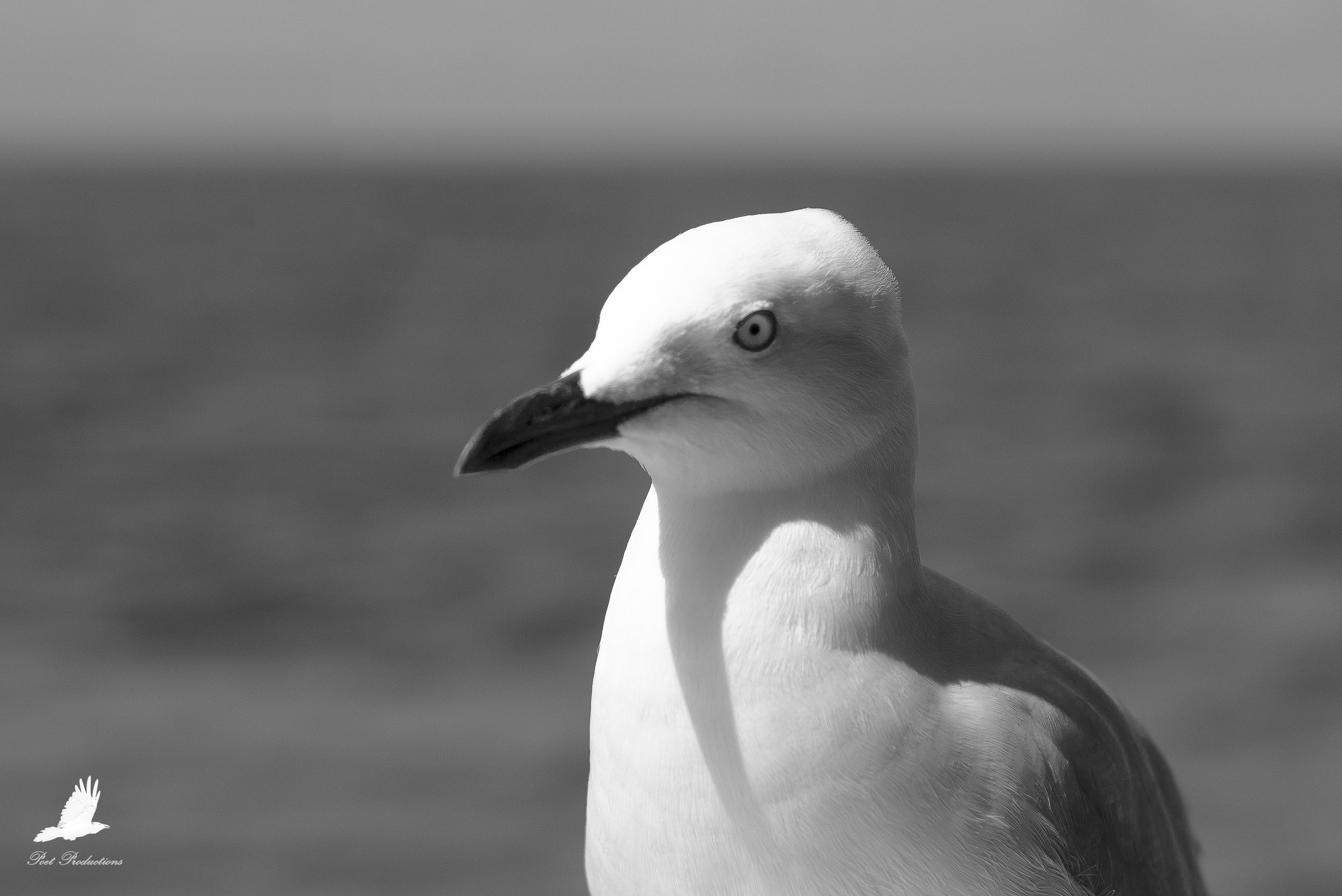 This Seagull came within arms reach