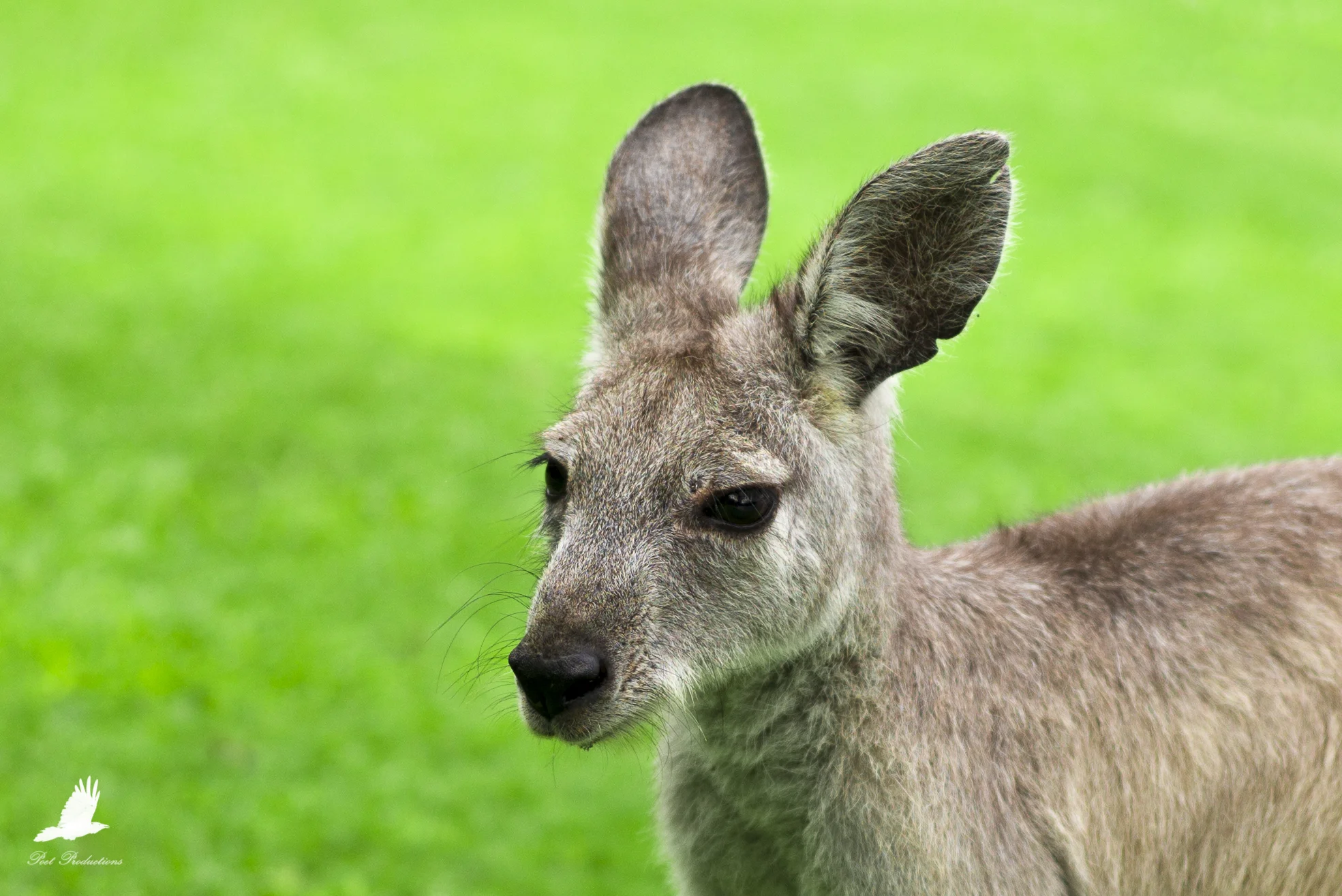 This Kangaroo is so used to humans, it let me sit next to him