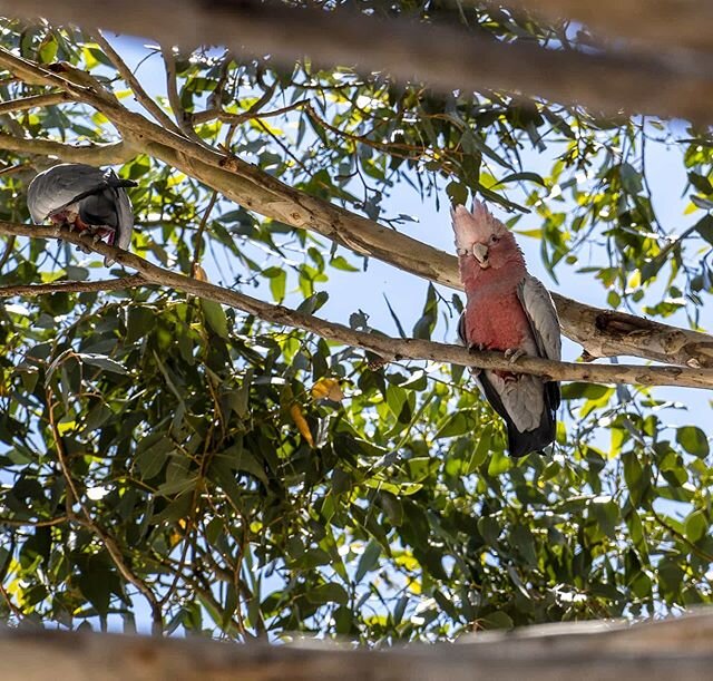 This cheeky galah would squawk at me only when my back was turned.