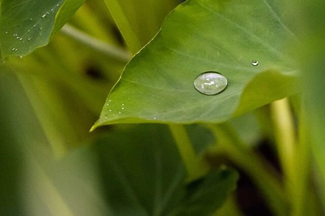 Rain!
poetproductions.net @sonyaustralia #sony #sonyalpha #sonya7iii #sonya73 #70200mm #alpha #mirrorless #manual #manualfocus #light #photography #fullframe #35mm