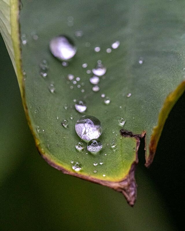 Even after the storms, we still need more rain.
poetproductions.net @sonyaustralia #sony #sonyalpha #sonya7iii #sonya73 #alpha #mirrorless #manual #manualfocus #light #photography #fullframe #35mm