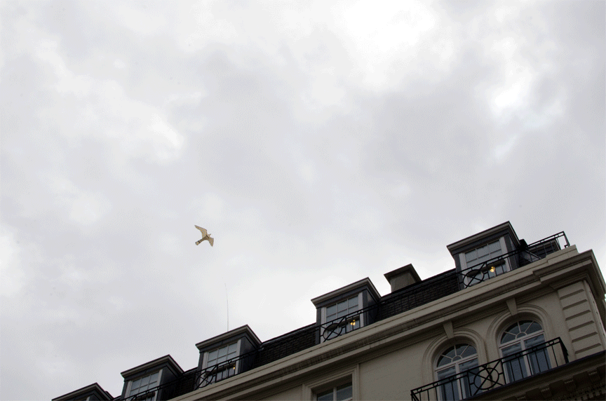 Kite.gif