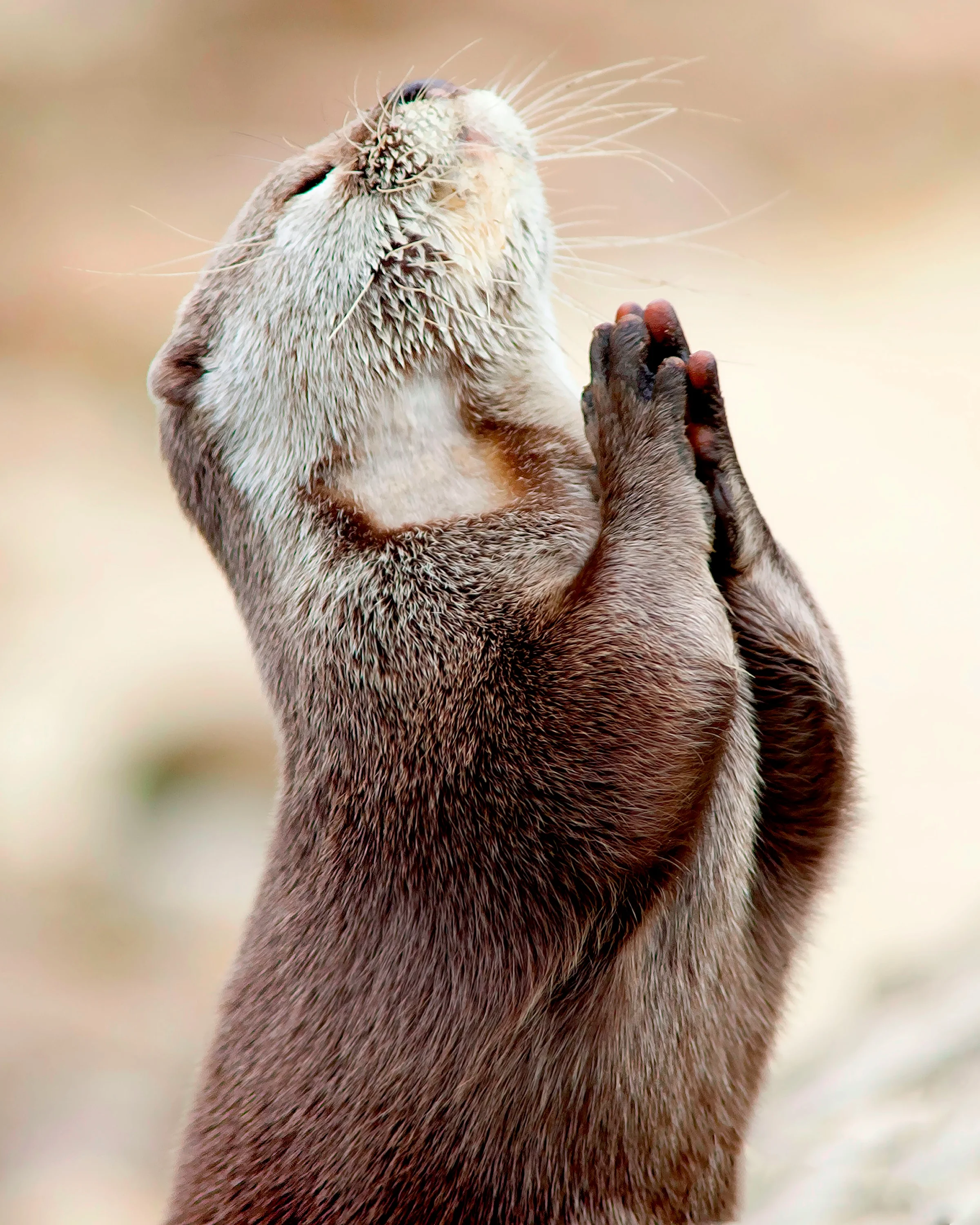 Photo of the Day: An Otter at Prayer