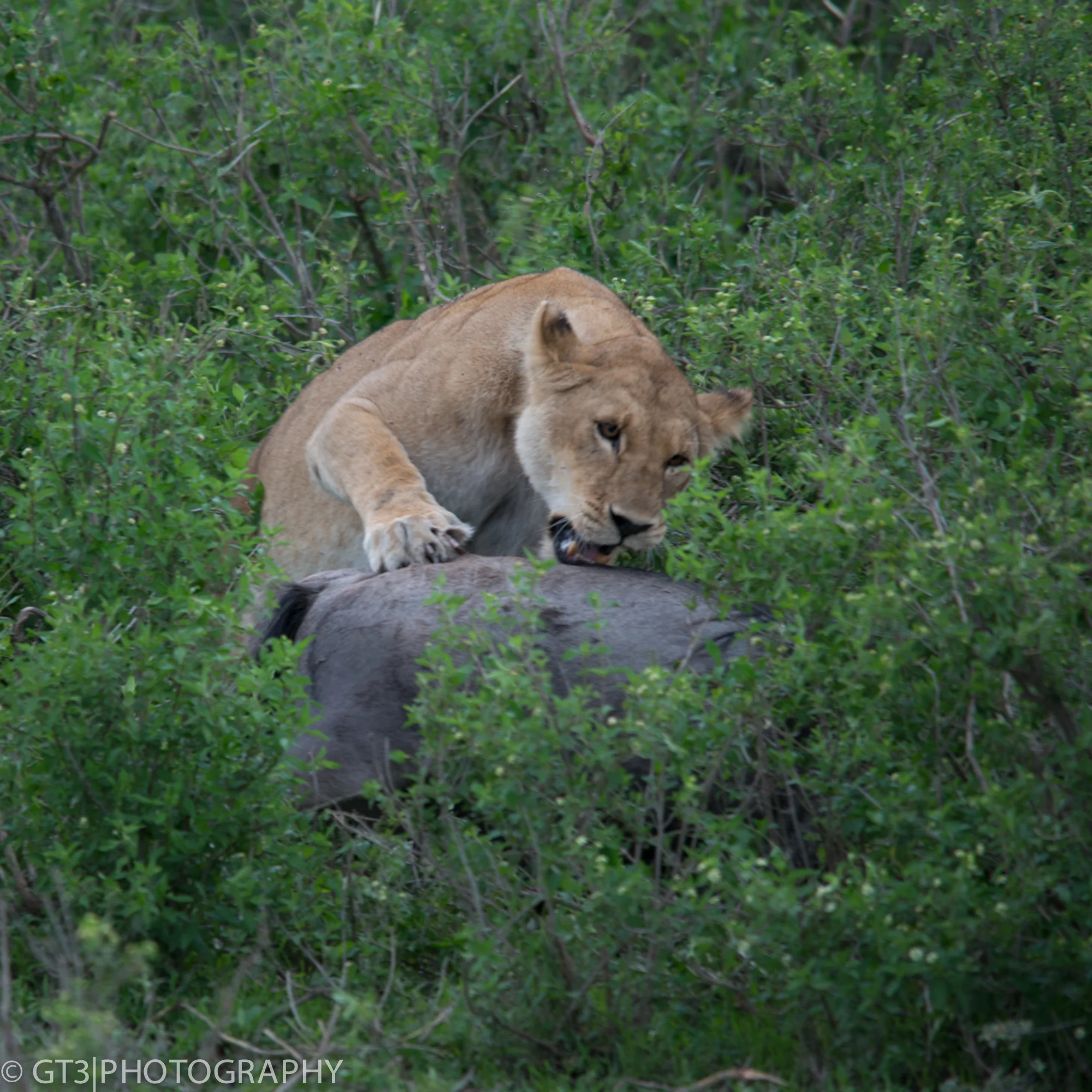 Kilimanjaro, Safari, and Zanzibar-5984.jpg
