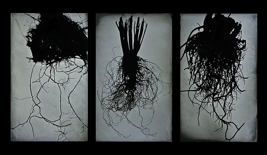 Roots, tintype photogram, 2013