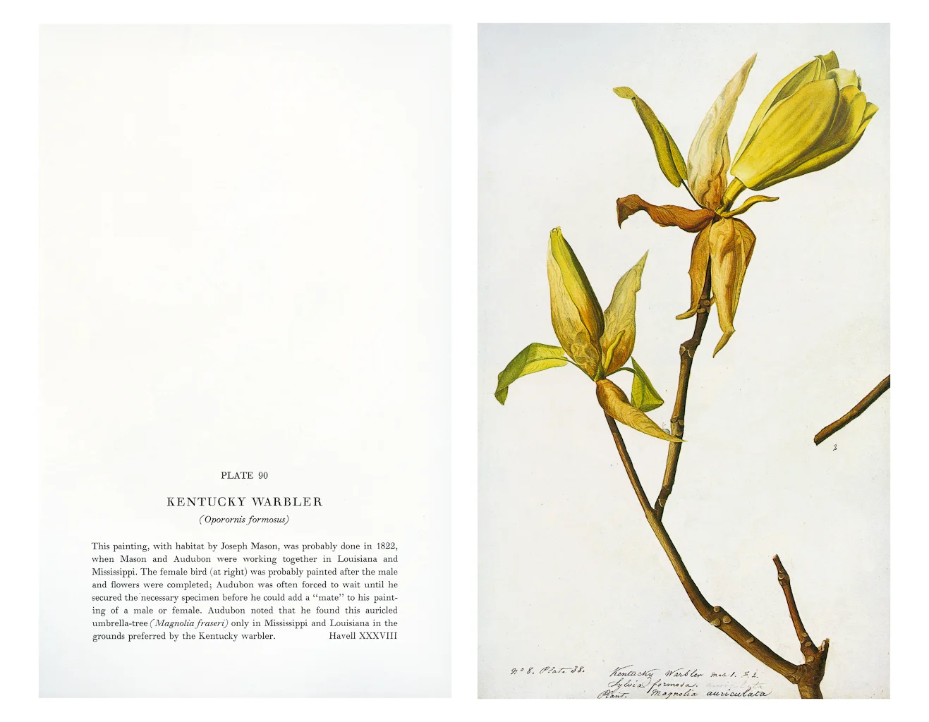 Kentucky_Warbler.jpg