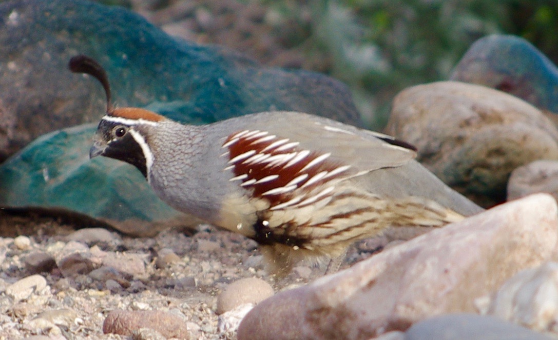Here is a quail scratching the ground for seeds (or flecks of green paint?)