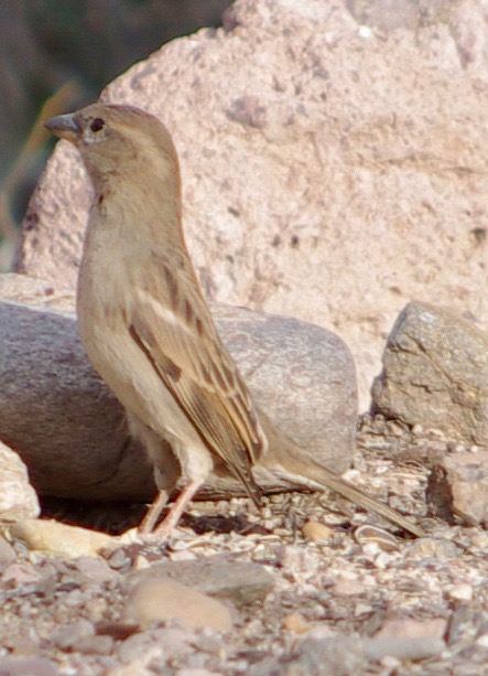 Now this one has only faint stripes. Maybe it is a female? Like humans, the male bird is generally a lot flashier than the female. Show-offs.