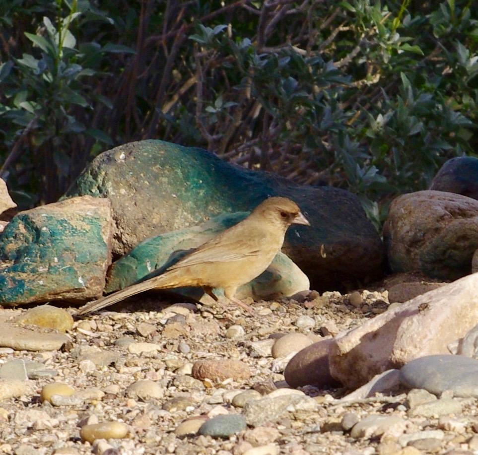 This guy (gal?) is almost completely brown...