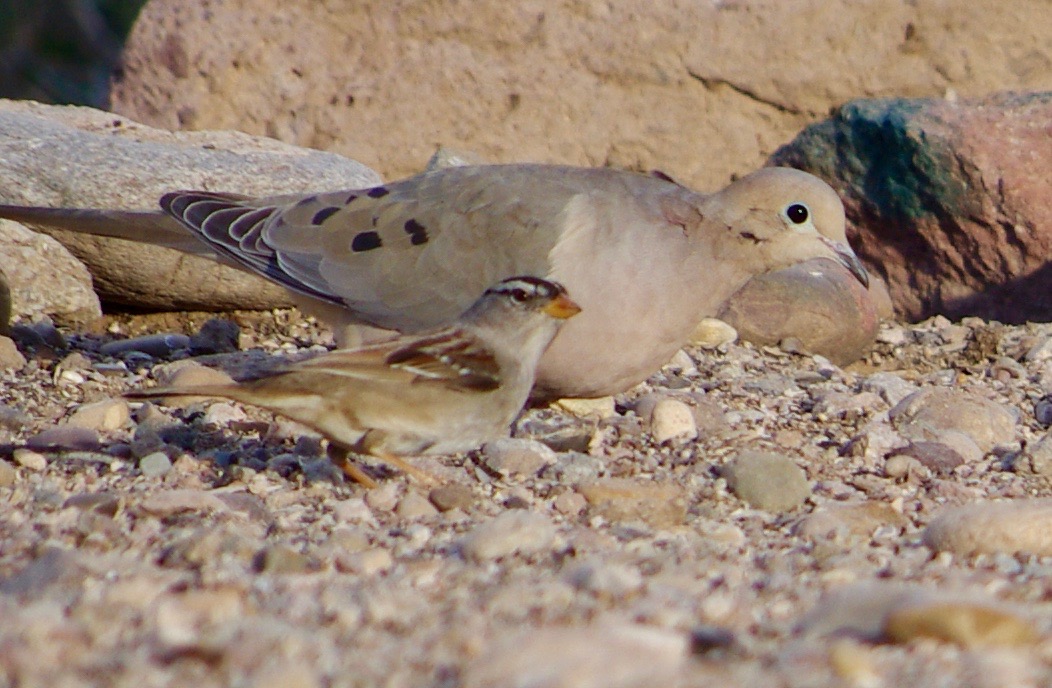 So are all these birds the same kind of bird? Inquiring minds want to know...and yet remain ignorant. 