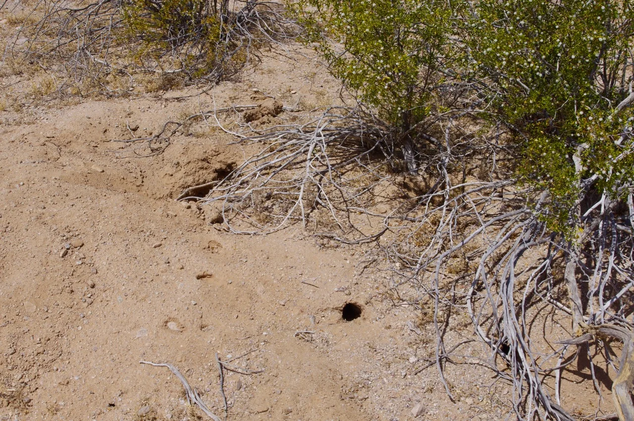 Rule 2: Avoid any ground that has animal dwellings dug into it (it’s soft). 