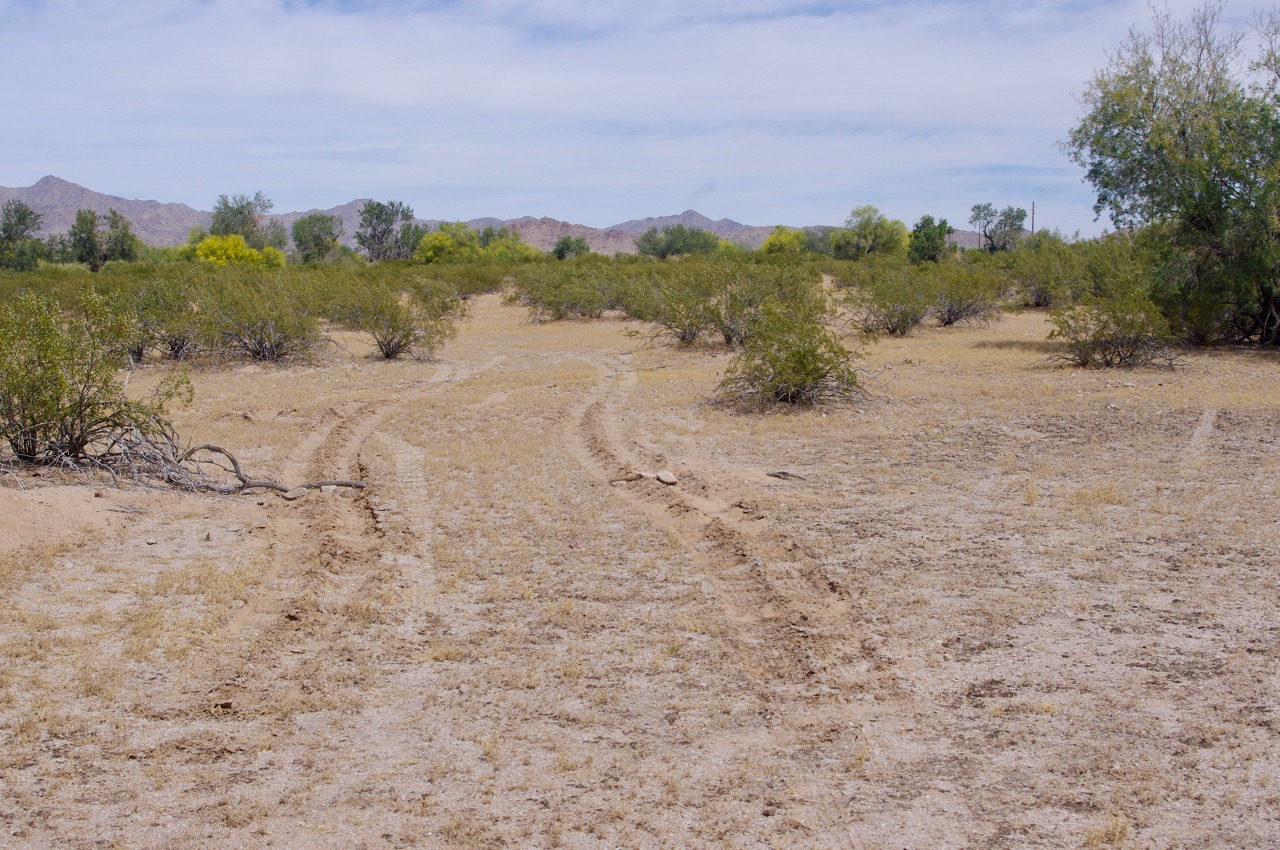 Rule 3: Avoid any ground that is lumpy. Avoid any ground that is too close to the bushes. Avoid any ground that looks different from the ground you are on. In fact, maybe you should just avoid the ground altogether and stay on the road. Don’t delude yourself that you can tell which ground is safe by walking over it. As you can see from this photo if you look between the tire tracks, the ground you will get stuck in may look exactly the same as the ground you won’t get stuck in, and unless you weigh 15,000 lb. or so, the ground may support you just fine, yet collapse beneath your vehicle. PS -- the rocks and branch mark the spot I dug myself out of the second time. 