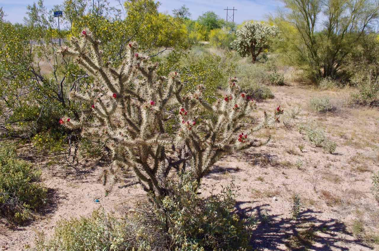 For those whose Spanish is minimal, 'cholla' is pronounced 'choya'