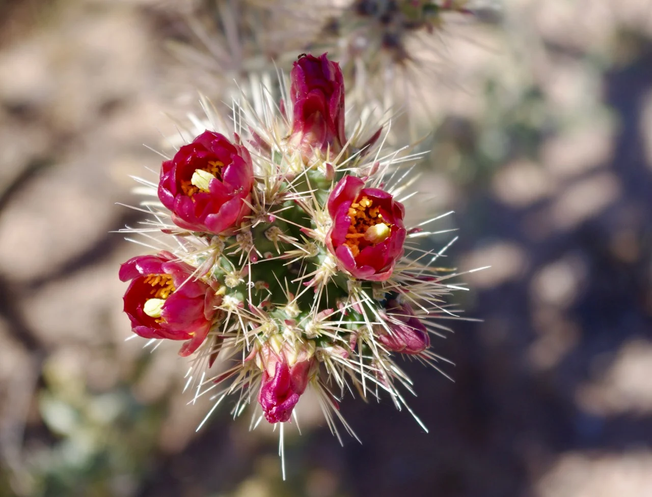 Closeup of red cholla (most of them were red).