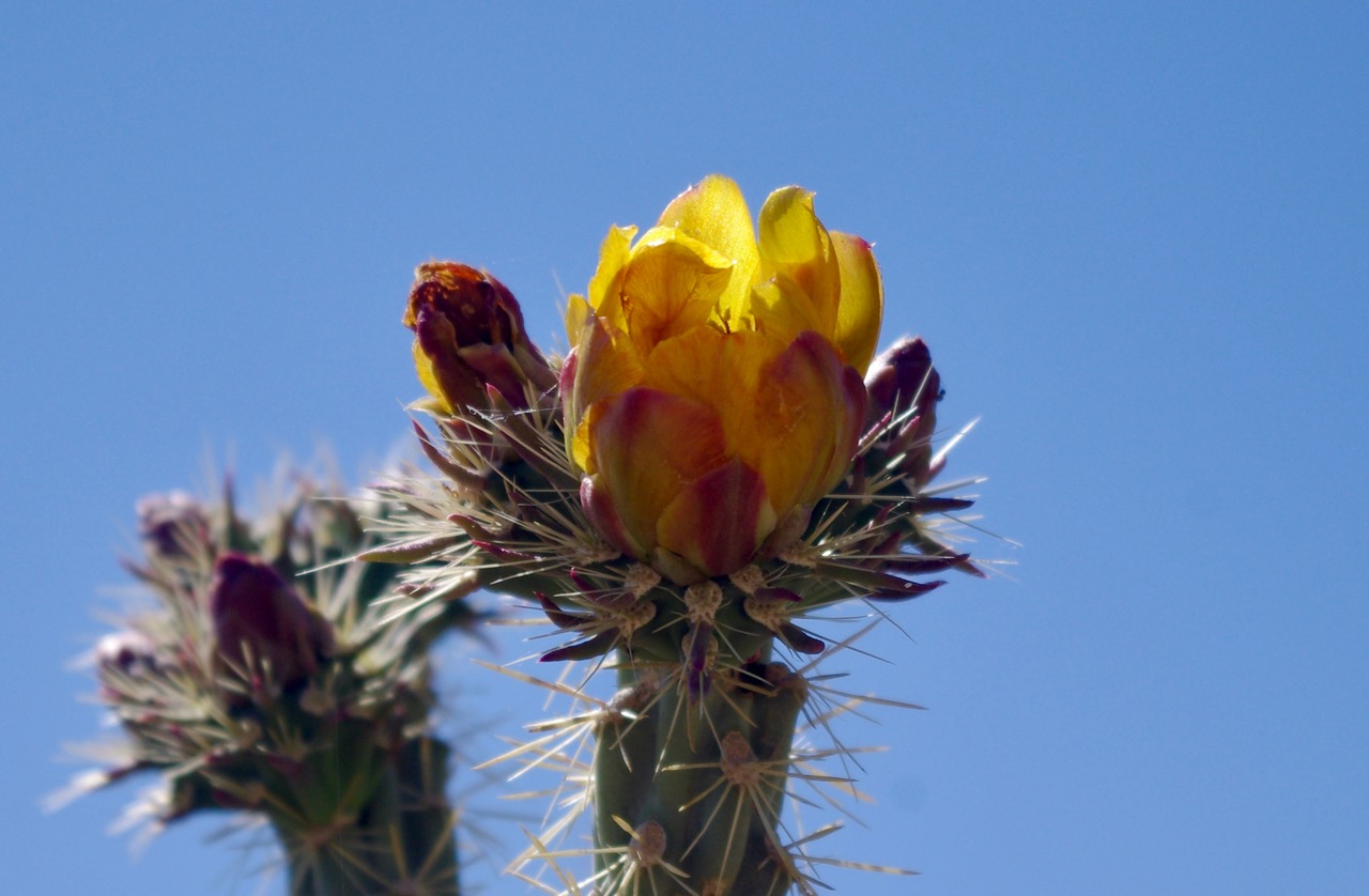 And this one (along with several others) was yellow.