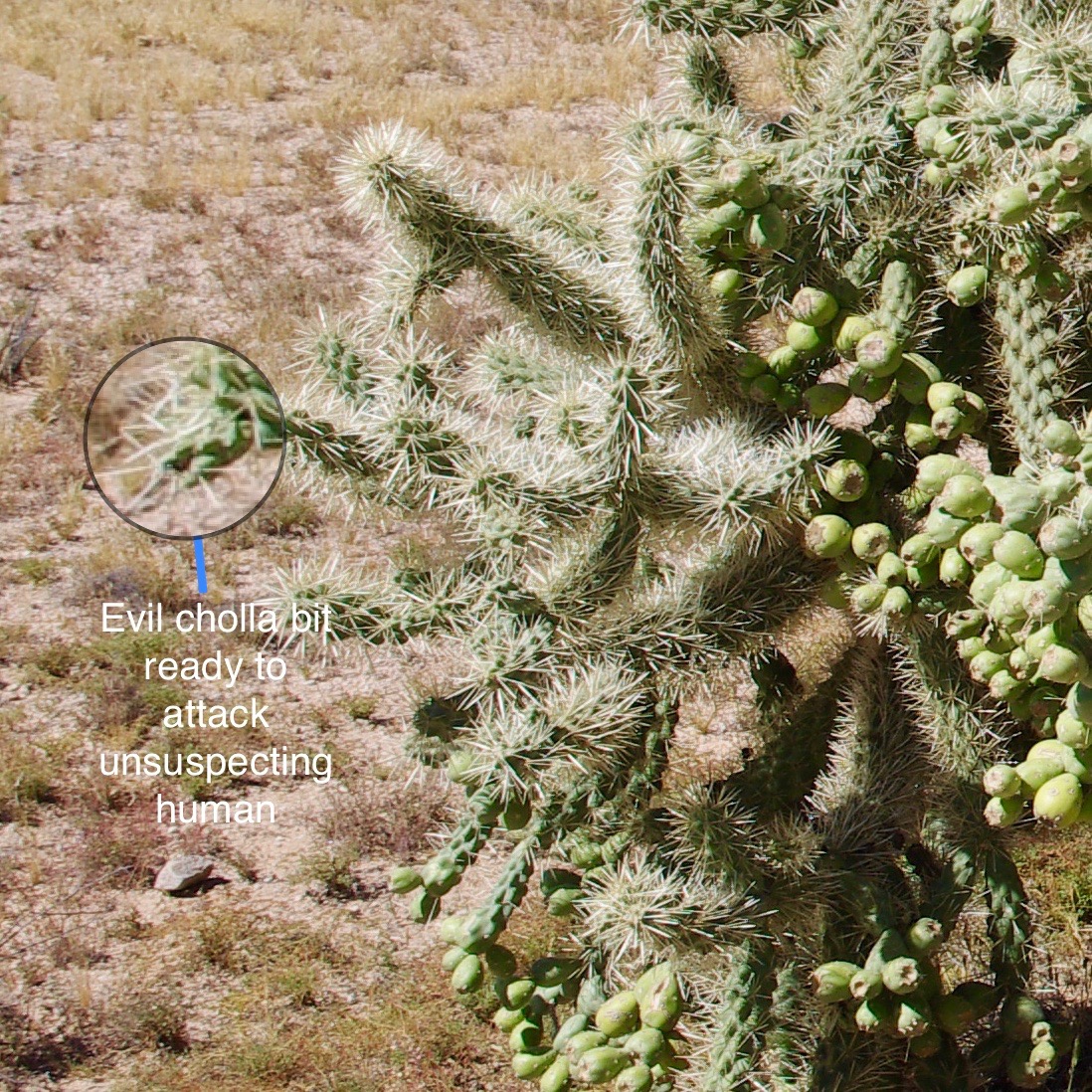 I did not take pictures of the cholla bits that actually attacked us because by the time I got rid of them, I was terrified of getting close enough to photograph them. Here is an example of what they look like, though.