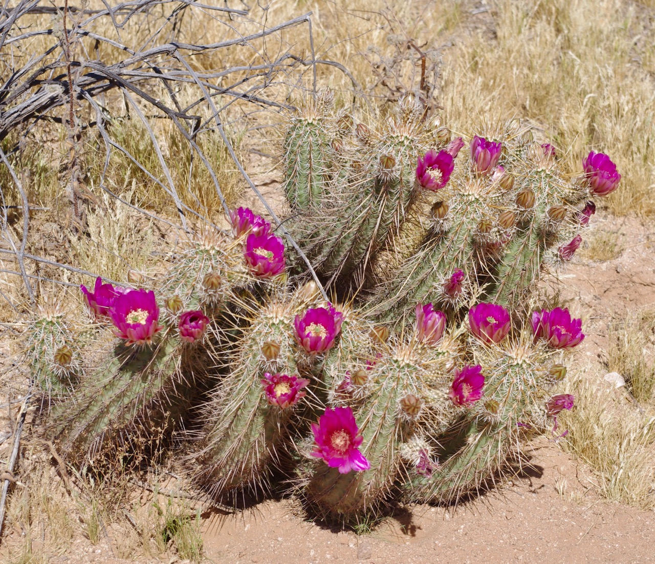 Some of the other cacti were also in bloom, and their flowers were dark pink. I’m not sure what kind of cactus this is…it vaguely resembles a barrel cactus, short and dark green with vertical lines of spines, but it is spindly instead of fat and it grows in clumps. Of course, there are a zillion kinds of cactus, and I know the names of maybe four of them, so it could be anything. Perhaps there is such a thing as a Skinny, Congregating Barrel Cactus?
