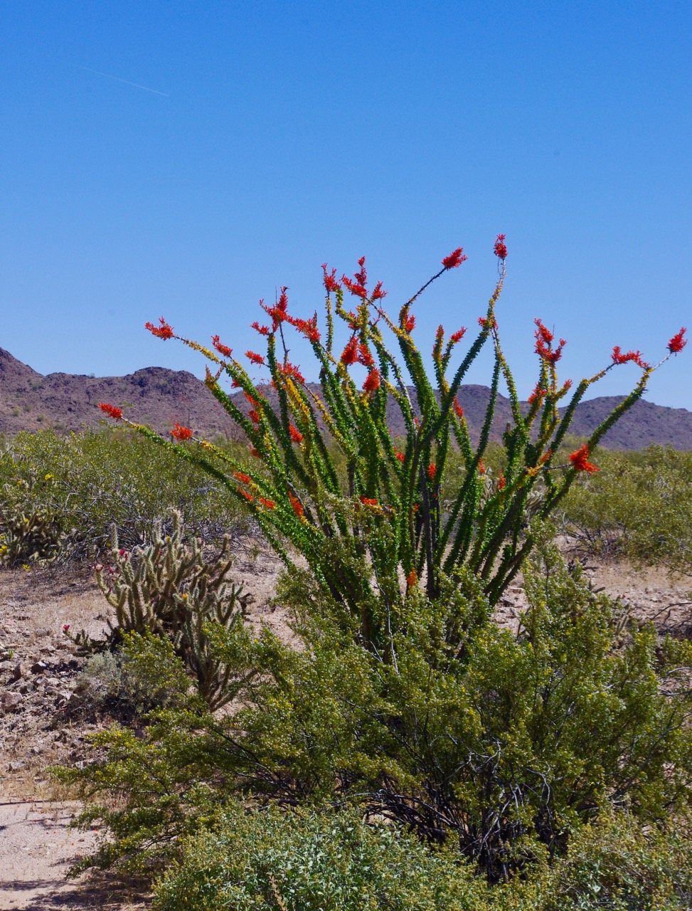 The ocotillo were blooming, too (pronounced 'ocotiyo')